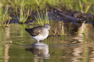 Solitary Sandpiper - feeding in beaver pond during spring migration Solitary Sandpiper - feeding in beaver pond during spring migration