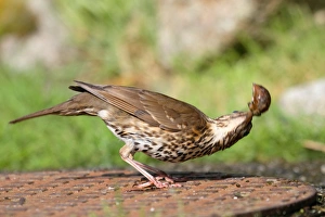 Song Thrush - bashing a snail to break shell - on manhole cover Song Thrush - bashing a snail to break shell - on manhole cover