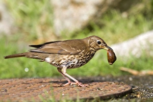 Song Thrush - on a manhole cover - with snail in beak Song Thrush - on a manhole cover - with snail in beak