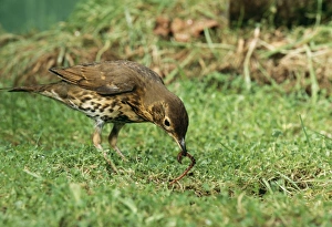 Song THRUSH - pulling up worm Song THRUSH - pulling up worm