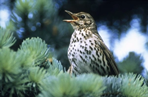 Song THRUSH - Singing in spring time Song THRUSH - Singing in spring time