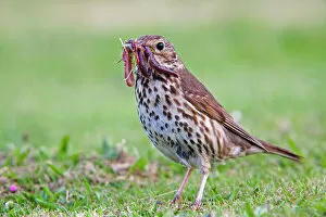 Ornithology Collection: Song Thrush - with worms in mouth