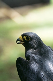 Sooty Falcon Sooty Falcon