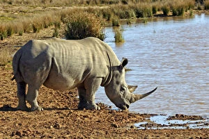 White Rhinoceros Gallery: South Africa, Kwandwe. Southern White Rhino