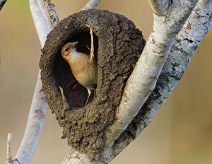 South America, Brazil, Pantanal. Ovenbird