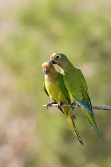 South America, Brazil, Pantanal. Two peach-fronted