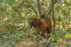 Images Dated 19th September 2009: South American Coati / Ring-tailed Coati, Pantanal
