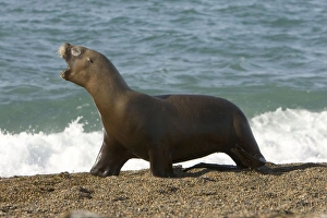 South American Sealion - This adult female sealion was swimming along the shore and was chased by killer whales / Orcas South American Sealion - This adult female sealion was swimming along the shore and was chased by killer whales / Orcas