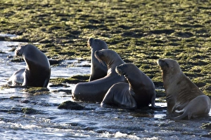South American Sealion - Adult sealions looking towards the deep channel where Killer whales / Orcas are waiting for an South American Sealion - Adult sealions looking towards the deep channel where Killer whales / Orcas are waiting for an