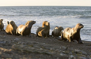 South American Sealion - Group of adult female sealions walking on the beach rather than swimming along the shore to South American Sealion - Group of adult female sealions walking on the beach rather than swimming along the shore to