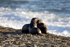 South American Sealion - pups on a beach at Punta Norte South American Sealion - pups on a beach at Punta Norte