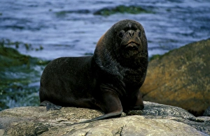 South American or Southern sealion (Otaria byronia), adult male. Patagonia South American or Southern sealion (Otaria byronia), adult male. Patagonia