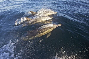 South Cape Town. Three bottlenose dolphins