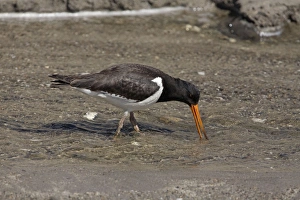 South Island Pied Oystercatcher South Island Pied Oystercatcher