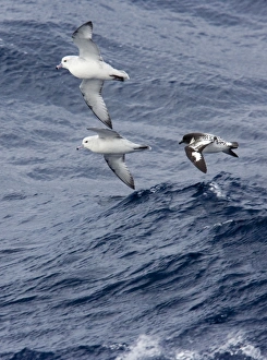 Southern / Antartic Fulmar with a Cape Petrel / Cape Pigeon (Daption c Southern / Antartic Fulmar with a Cape Petrel / Cape Pigeon (Daption c