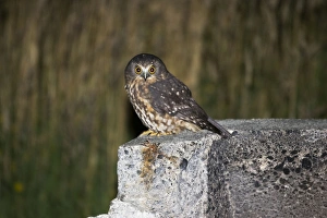 Southern Boobook / Morepork / Mopoke / Ruru Owl Southern Boobook / Morepork / Mopoke / Ruru Owl