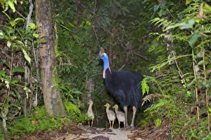Southern Cassowary - adult male and three of his chicks stand amidst tropical rainforest Southern Cassowary - adult male and three of his chicks stand amidst tropical rainforest