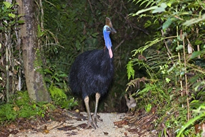 Southern Cassowary - adult male stands amidst tropical rainforest Southern Cassowary - adult male stands amidst tropical rainforest