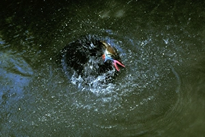 Southern Cassowary - bathing Southern Cassowary - bathing