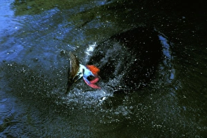 Southern Cassowary (Casuarius casuarius) bathing Southern Cassowary (Casuarius casuarius) bathing
