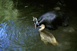 Southern Cassowary (Casuarius casuarius) and chick, bathing Southern Cassowary (Casuarius casuarius) and chick, bathing
