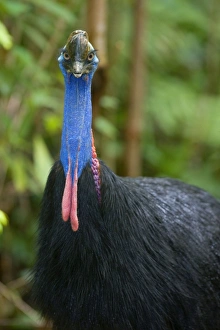 Southern Cassowary - frontal portrait of an adult male standing amidst tropical rainforest Southern Cassowary - frontal portrait of an adult male standing amidst tropical rainforest