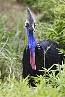 Southern / Double-wattled Cassowary Southern / Double-wattled Cassowary