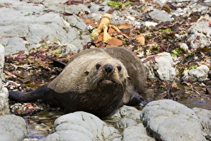 Southern Fur Seal / New Zealand Fur Seal / Kokono - resting on rocks at low tide Southern Fur Seal / New Zealand Fur Seal / Kokono - resting on rocks at low tide