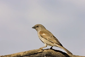 Southern Grey Headed Sparrow - Perched on dead tree Southern Grey Headed Sparrow - Perched on dead tree