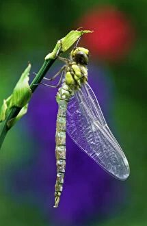 Southern HAWKER Dragonfly - newly emerged