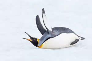 Aptenodytes Gallery: Southern Ocean, South Georgia. A king penguin flaps