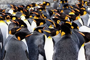 Aptenodytes Gallery: Southern Ocean, South Georgia. Picture of a group