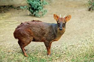 Deer Collection: Southern Pudu Deer - male South Chile & South West Argentina