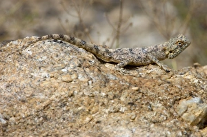 Southern Rock Agama - Female basking on rock Southern Rock Agama - Female basking on rock