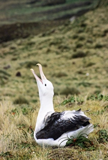 Southern Royal Albatross - skycalling Southern Royal Albatross - skycalling
