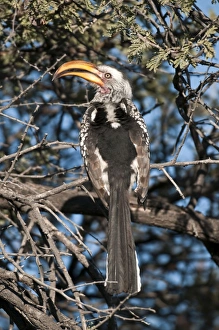 Southern Yellow-billed Hornbill - back view sitting in thorn tree Southern Yellow-billed Hornbill - back view sitting in thorn tree