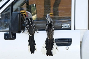 Southern Yellow-billed Hornbills - Perched on vehicle Southern Yellow-billed Hornbills - Perched on vehicle