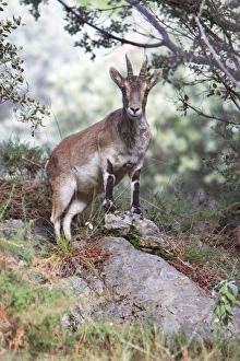 Spanish Ibex - female animal alert Spanish Ibex - female animal alert
