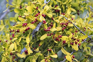 Spanish or Red Berried Mistletoe - ripe berries Spanish or Red Berried Mistletoe - ripe berries