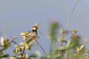 Spanish Sparrow - adult male perching on undergrowth with nesting material in beak Spanish Sparrow - adult male perching on undergrowth with nesting material in beak