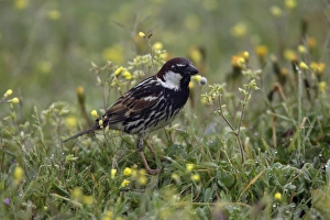 Spanish Sparrow - male bird searching for food Spanish Sparrow - male bird searching for food
