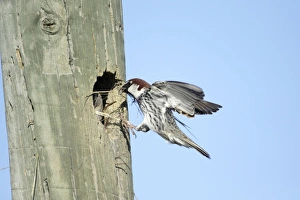 Spanish Sparrow - male landing with nest material at nest entrance in telegraph pole Spanish Sparrow - male landing with nest material at nest entrance in telegraph pole
