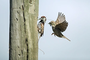 Spanish Sparrow - pair with nest material at nest entrance in telegraph pole Spanish Sparrow - pair with nest material at nest entrance in telegraph pole
