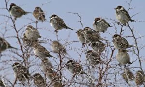 Images Dated 25th March 2003: Spanish Sparrows - flock in bush - March - Cyprus