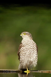 European Water Gallery: Sparrowhawk - Female at forest pool