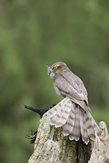 Sparrowhawk - young male feeding on blackbird Sparrowhawk - young male feeding on blackbird