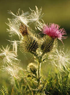 Wind Seed Dispersal of Thistle