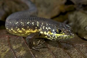 Images Dated 12th December 2010: Speckle-lipped Skink - male