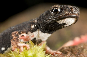 Spectacled Salamander - the only endemic genus of the italian herpetofauna Spectacled Salamander - the only endemic genus of the italian herpetofauna
