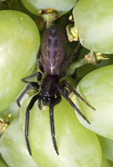 Spider - among grapes Spider - among grapes